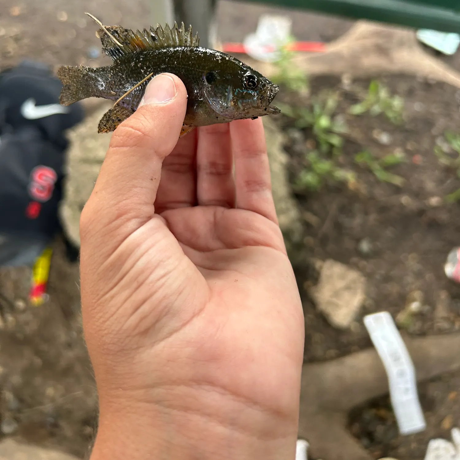 Green sunfish caught on Fishbrain