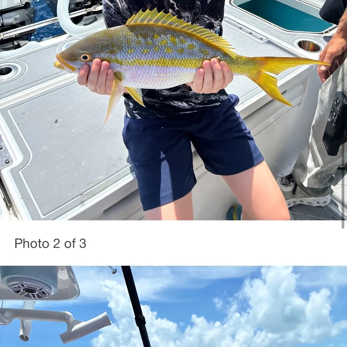 The most recent Yellowfin tuna catches on Fishbrain
