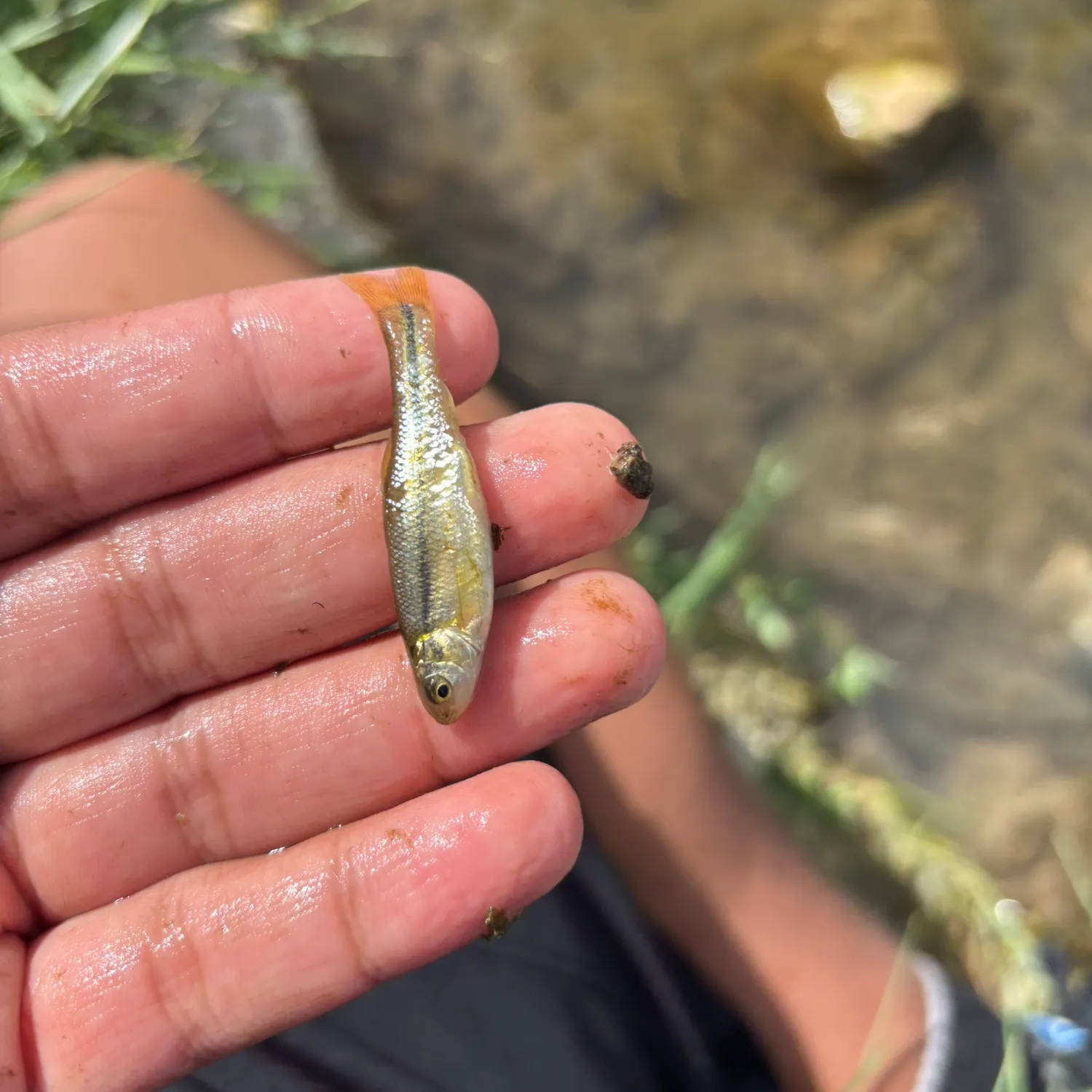 Creek chub caught on Fishbrain