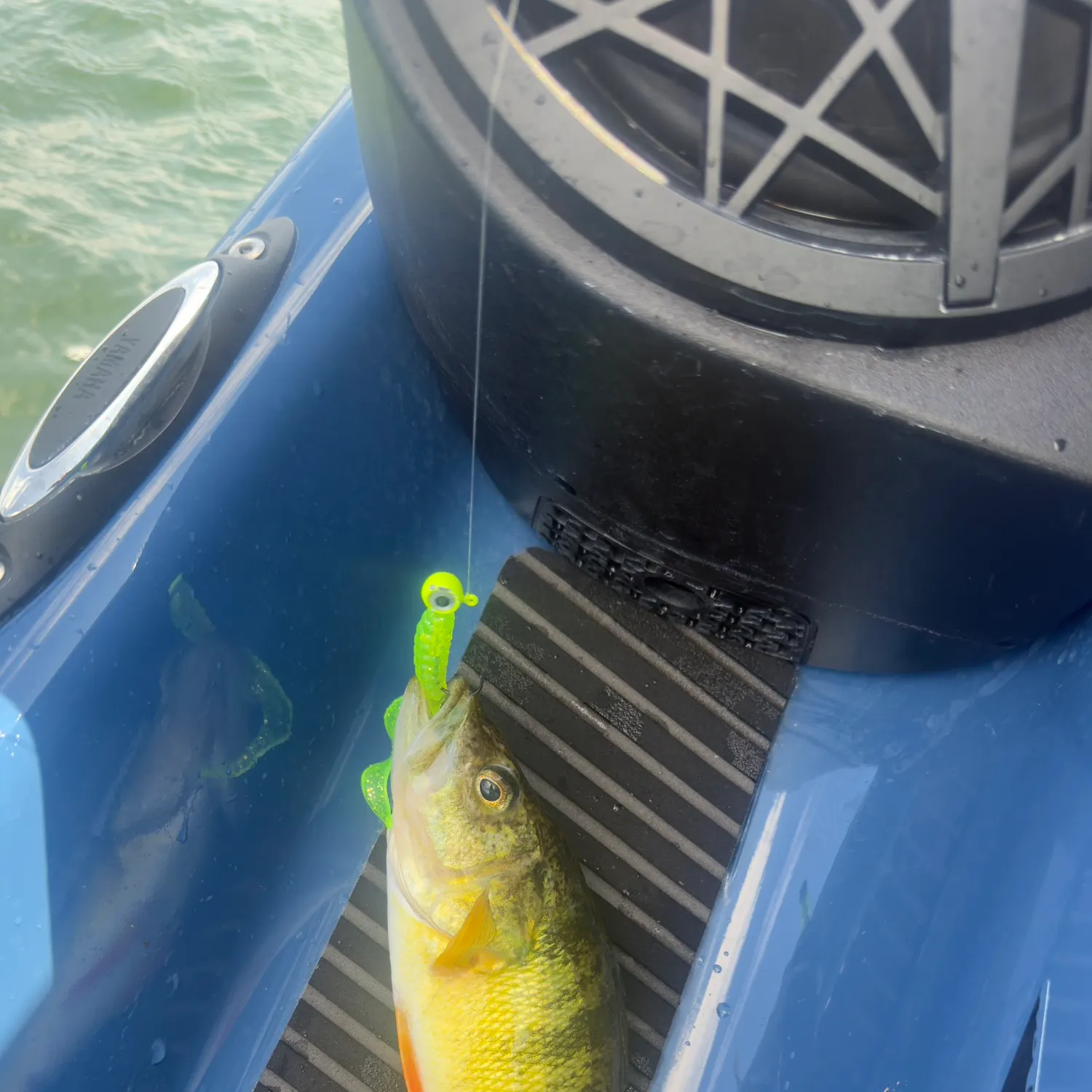 Yellow perch caught on Fishbrain