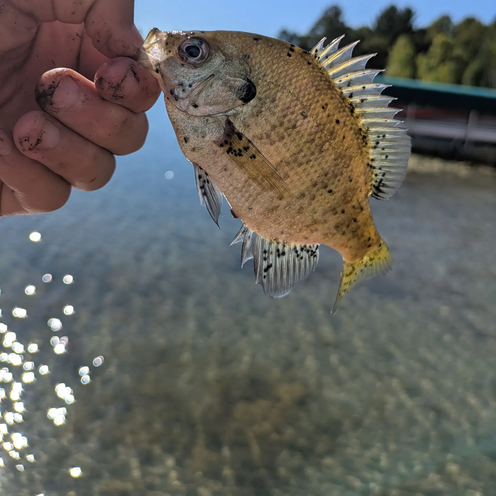 Bluegill caught on Fishbrain