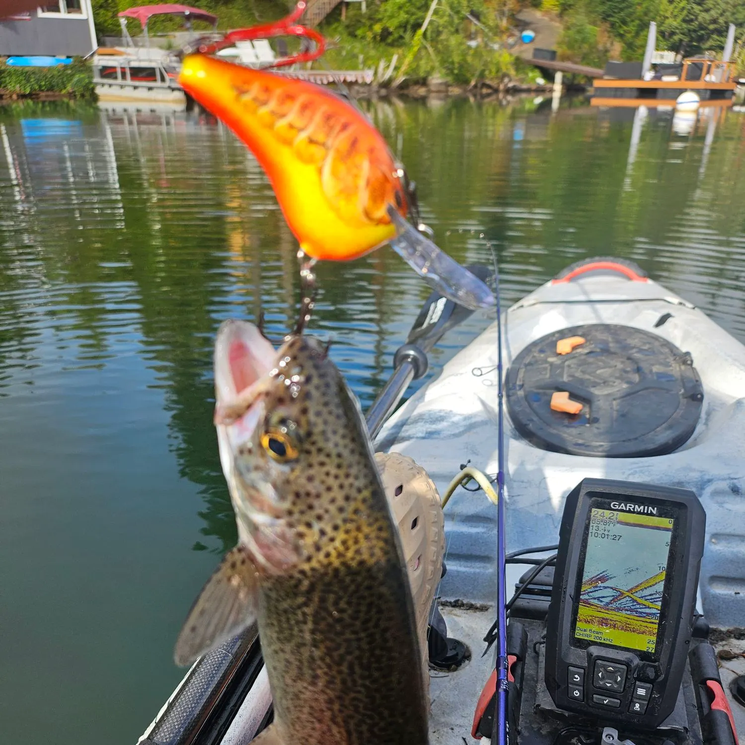 Rainbow trout caught on Fishbrain