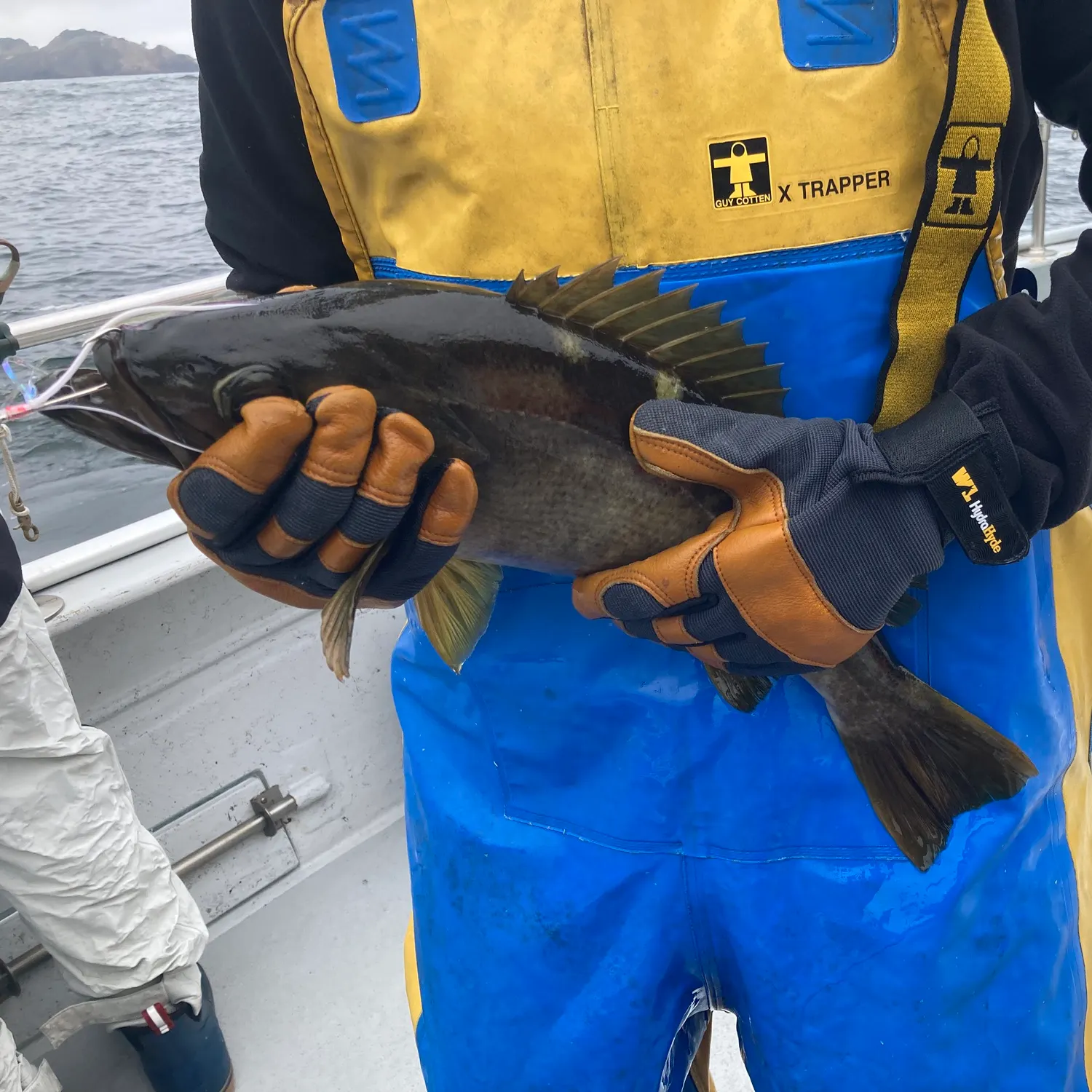 The most recent Olive rockfish catches on Fishbrain