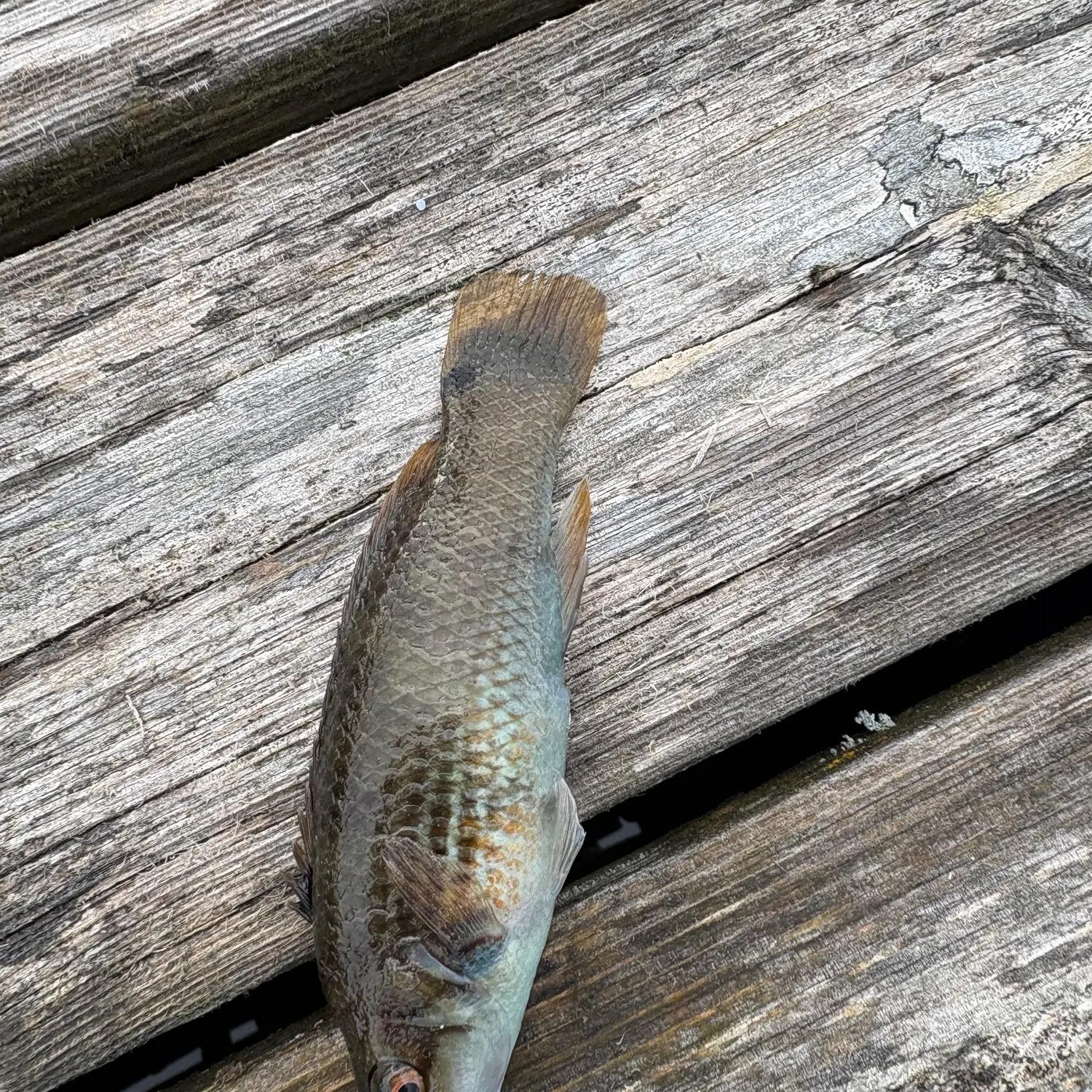 The most recent Goldsinny wrasse catches on Fishbrain