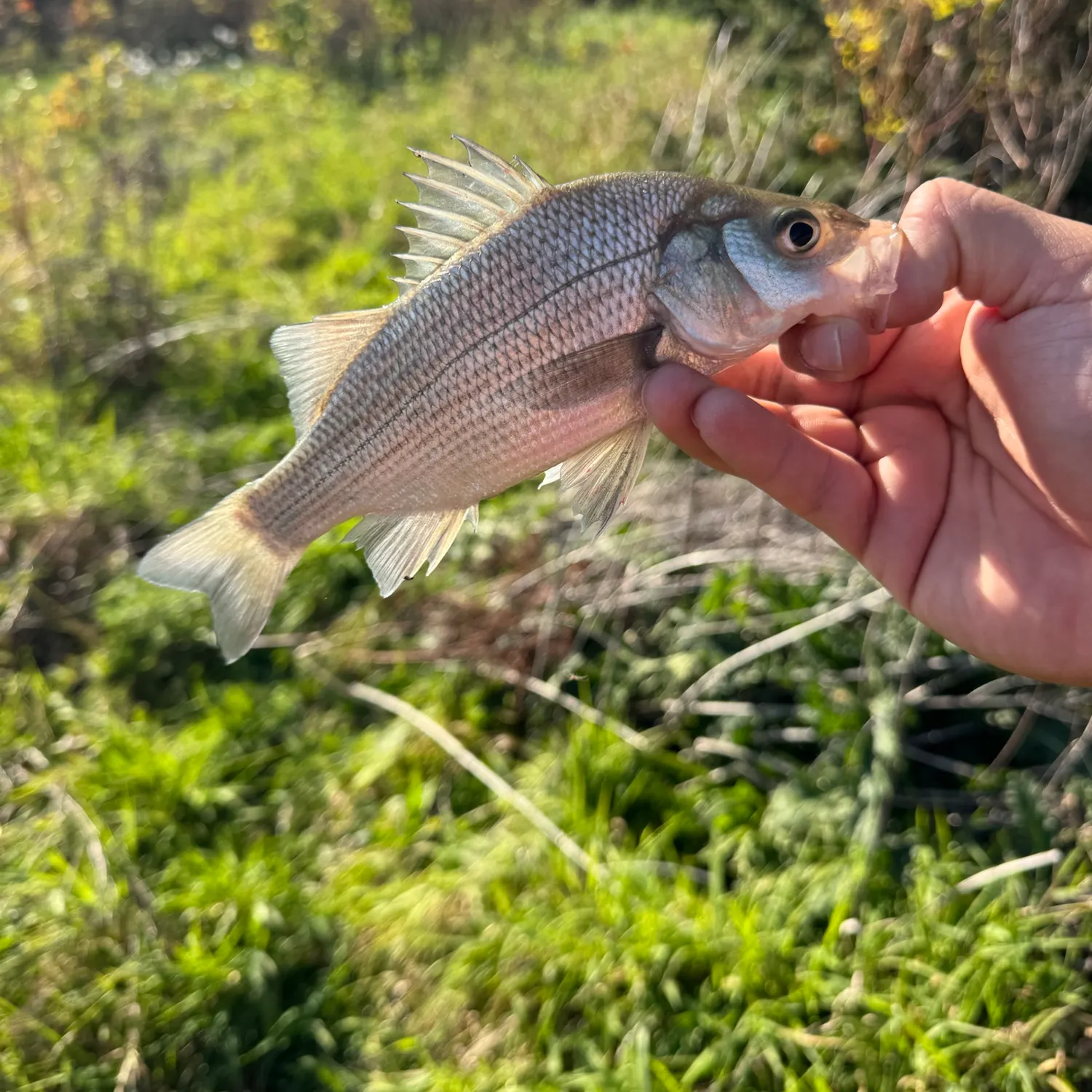 White perch caught on Fishbrain