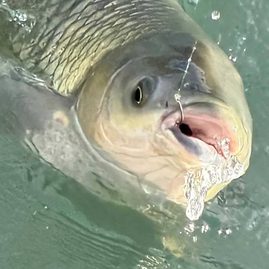 The most recent Grass carp catches on Fishbrain