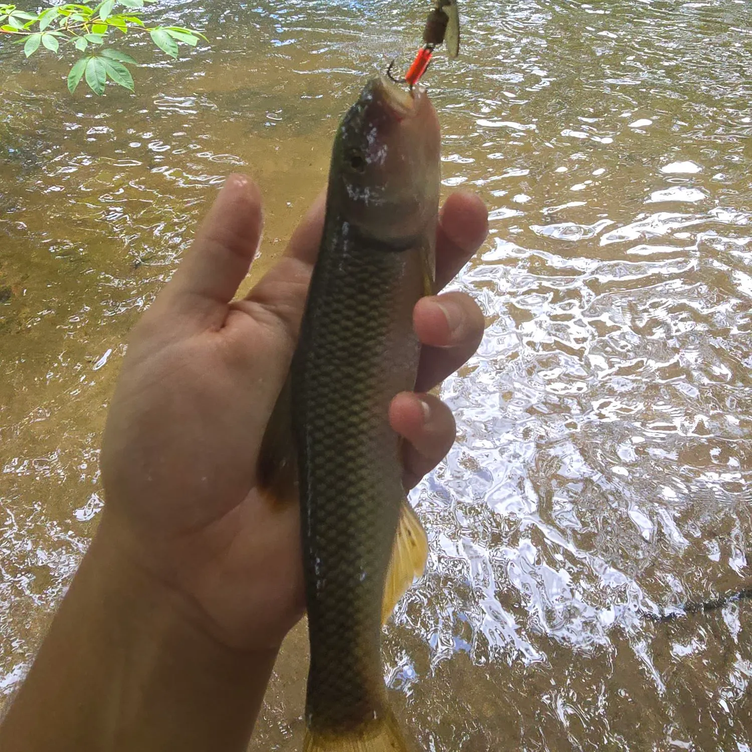 The most recent River chub catches on Fishbrain