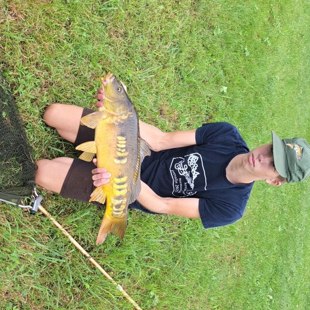 Mirror carp caught on Fishbrain