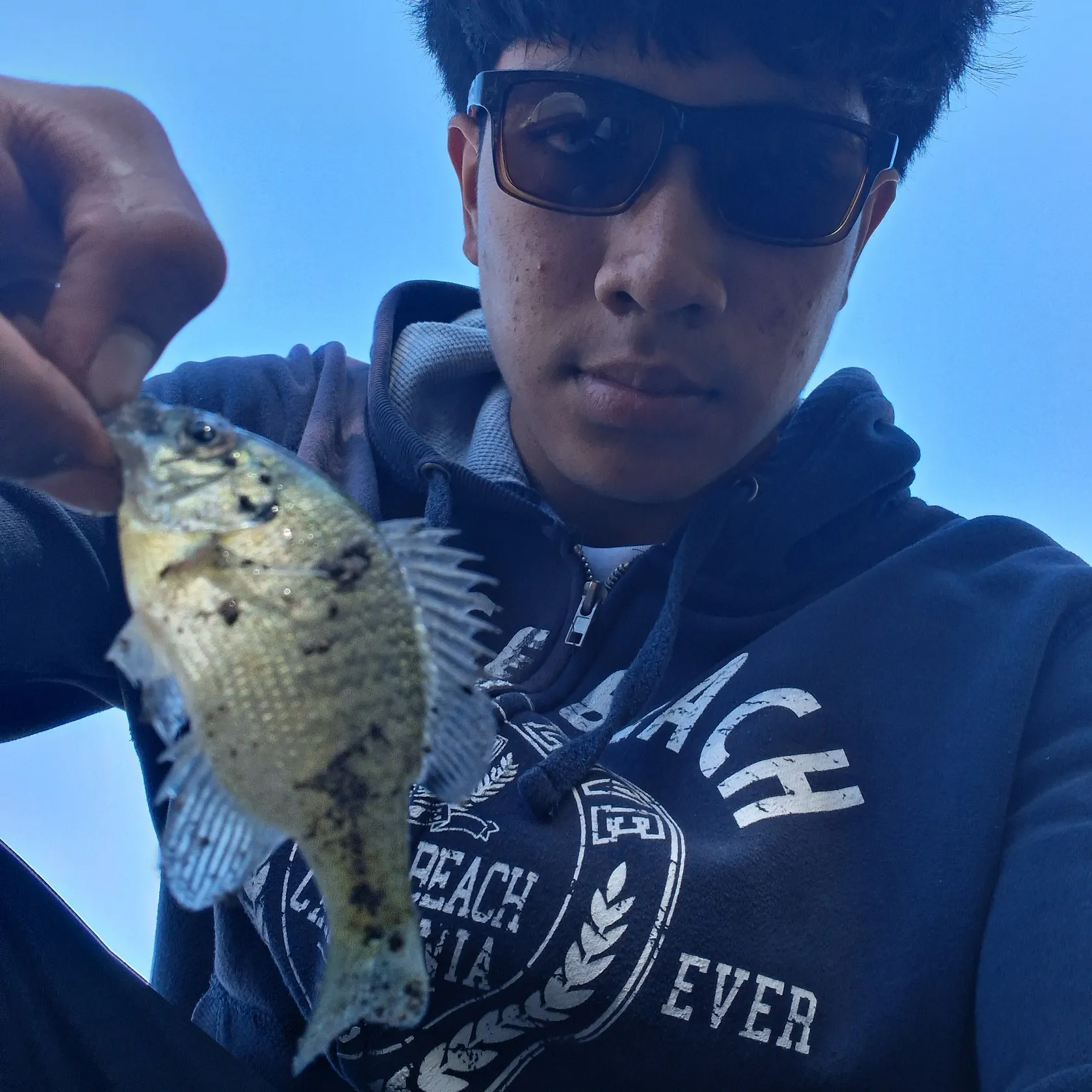 Bluegill caught on Fishbrain