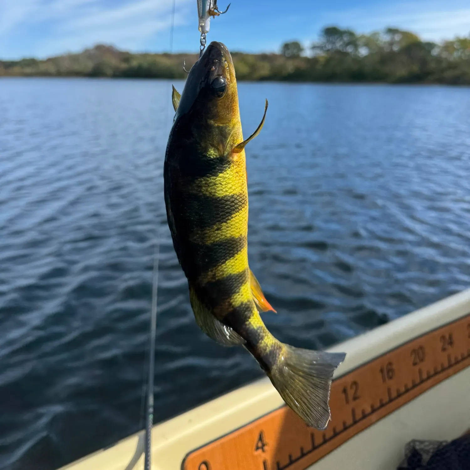 Yellow perch caught on Fishbrain
