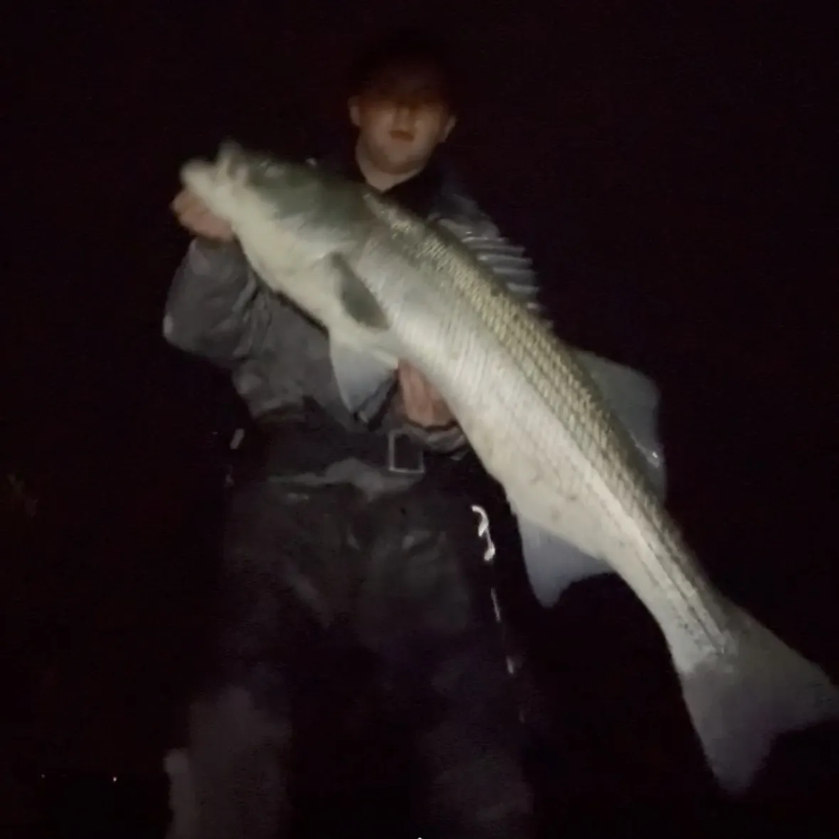 Striped bass caught on Fishbrain