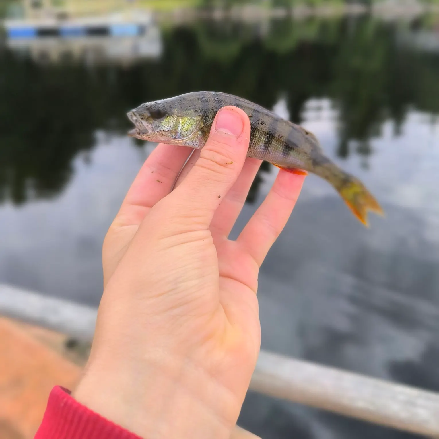 European perch caught on Fishbrain
