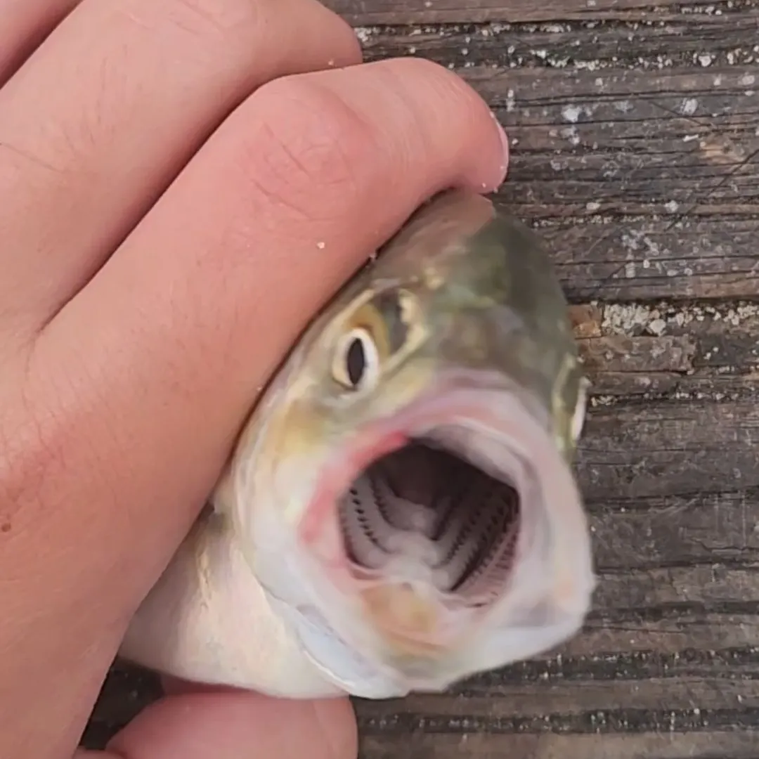 Blue runner caught on Fishbrain