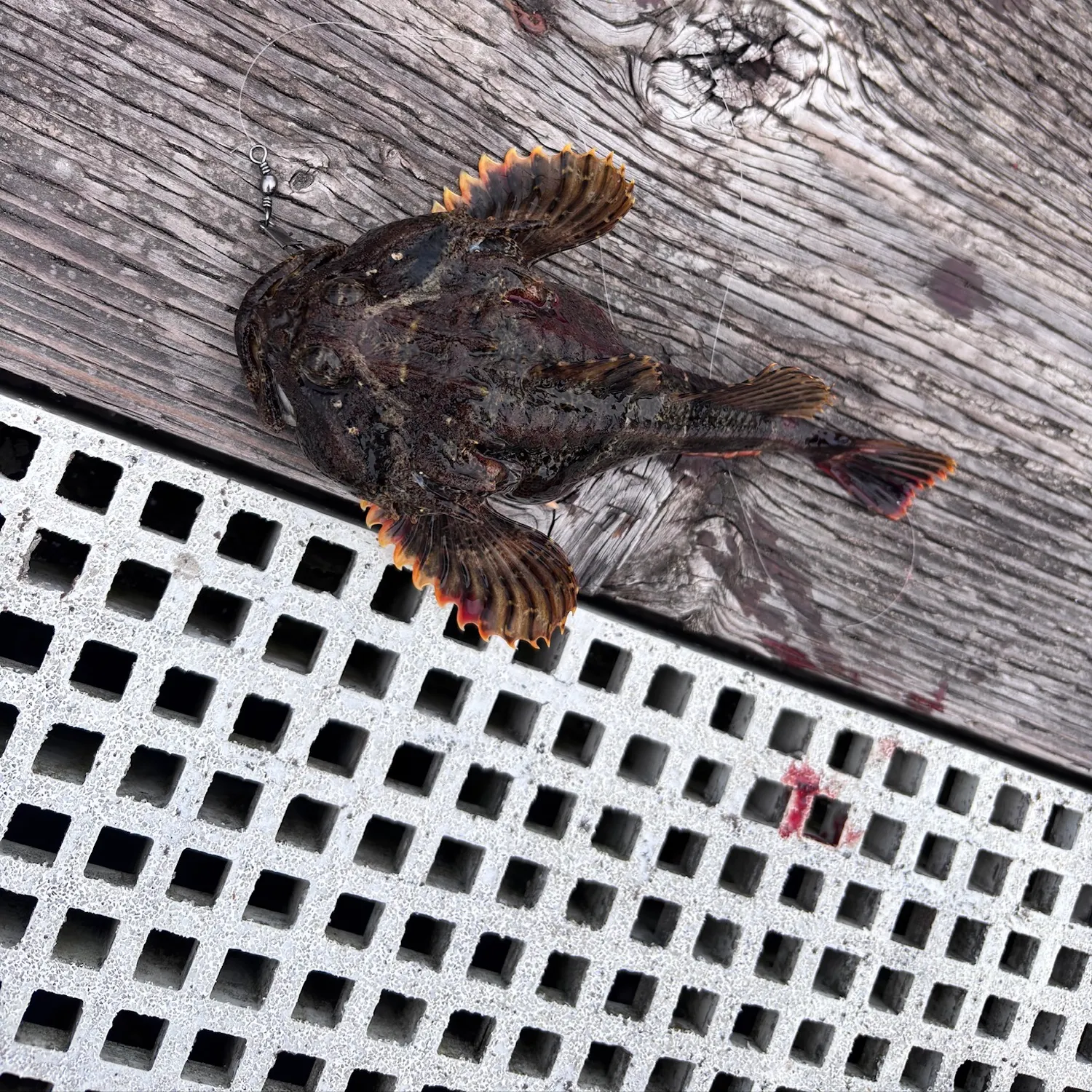 Cabezon caught on Fishbrain