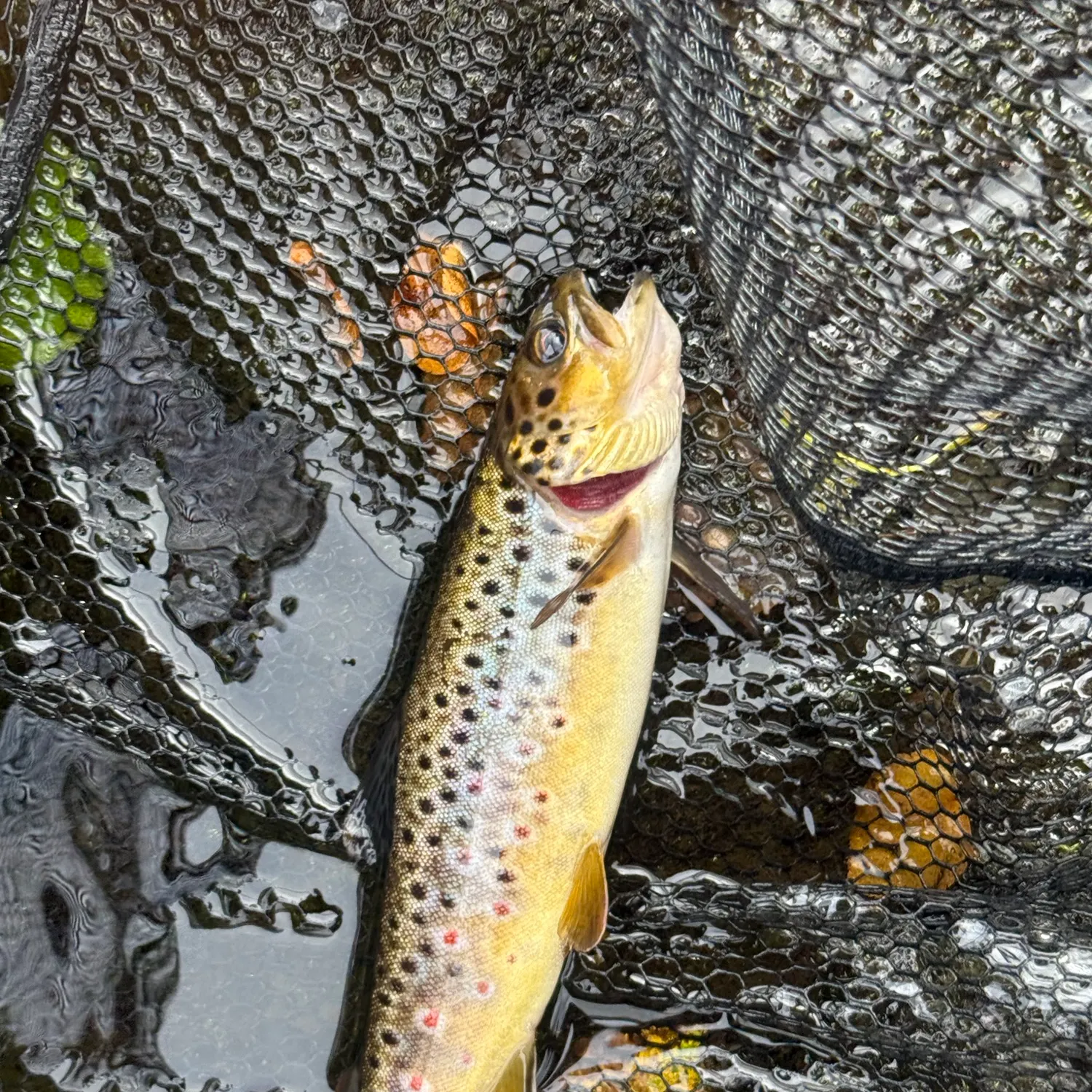 Brown trout caught on Fishbrain