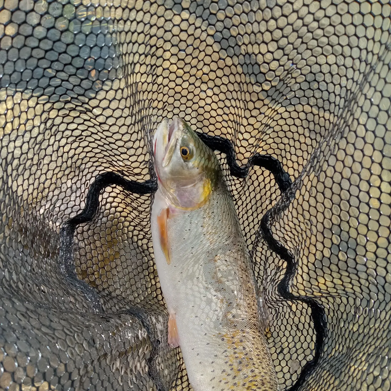 The most recent Colorado river cutthroat trout catches on Fishbrain