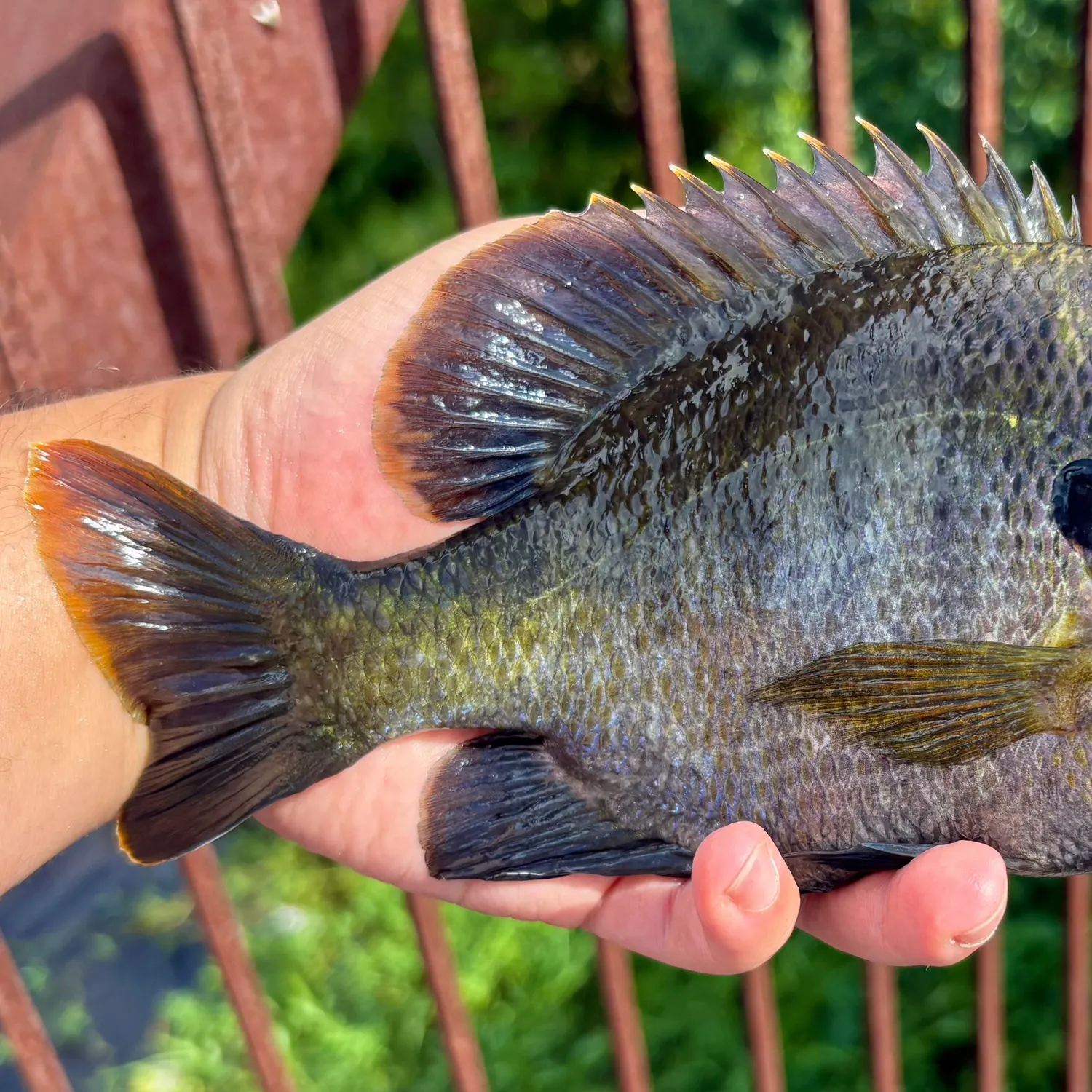 Coppernose bluegill caught on Fishbrain