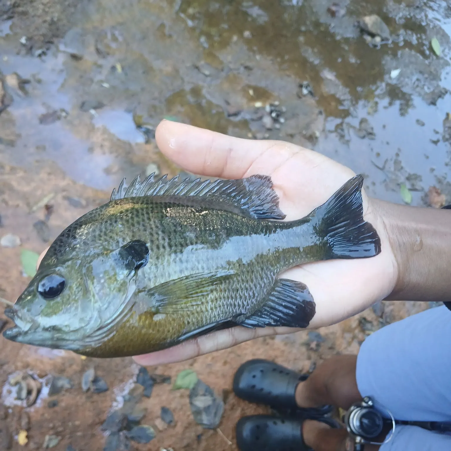 Bluegill caught on Fishbrain