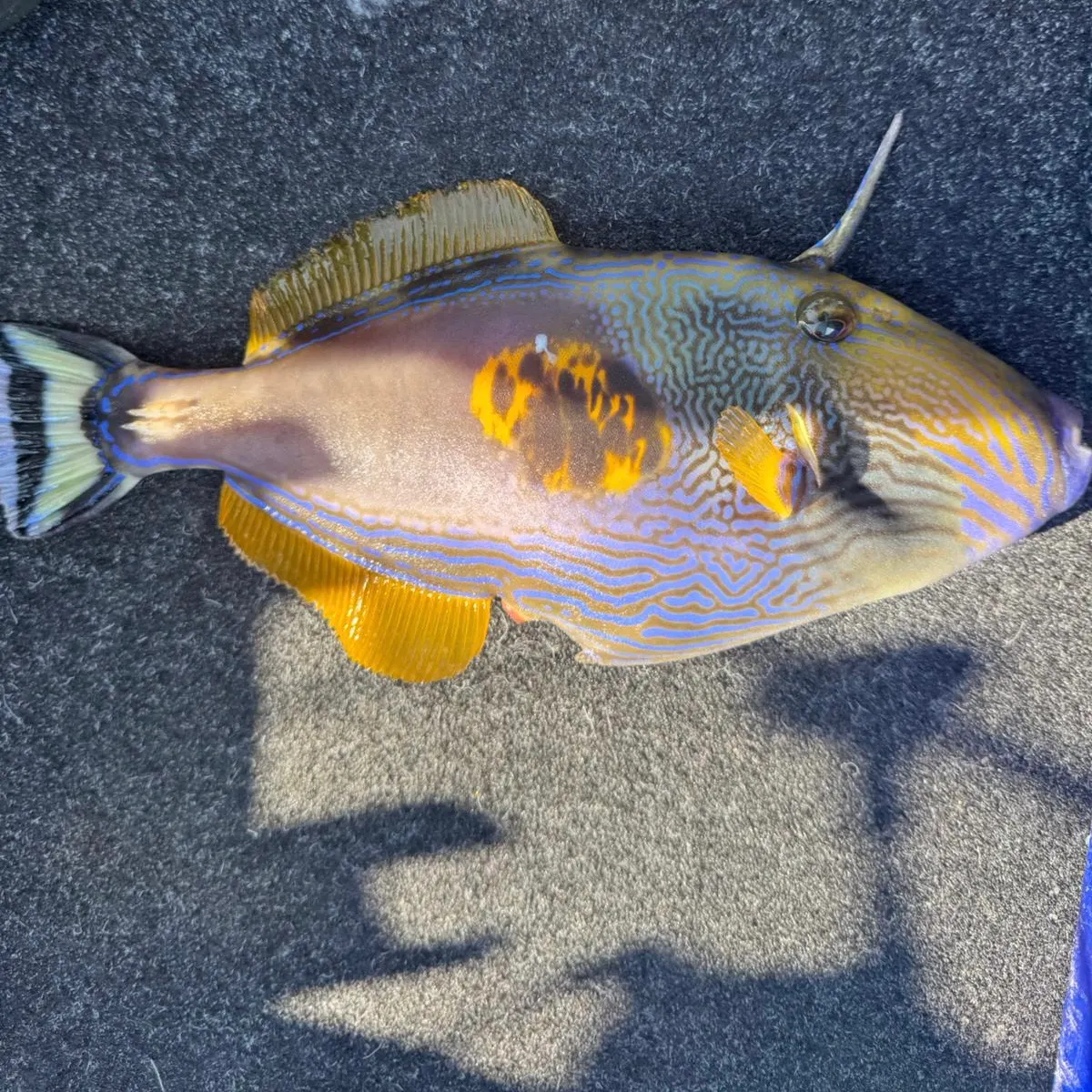 The most recent Yellowfin leatherjacket catches on Fishbrain