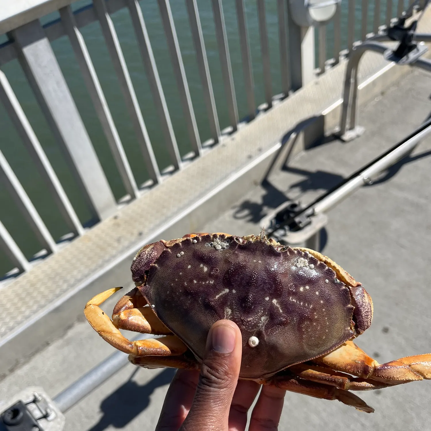 Dungeness crab caught on Fishbrain