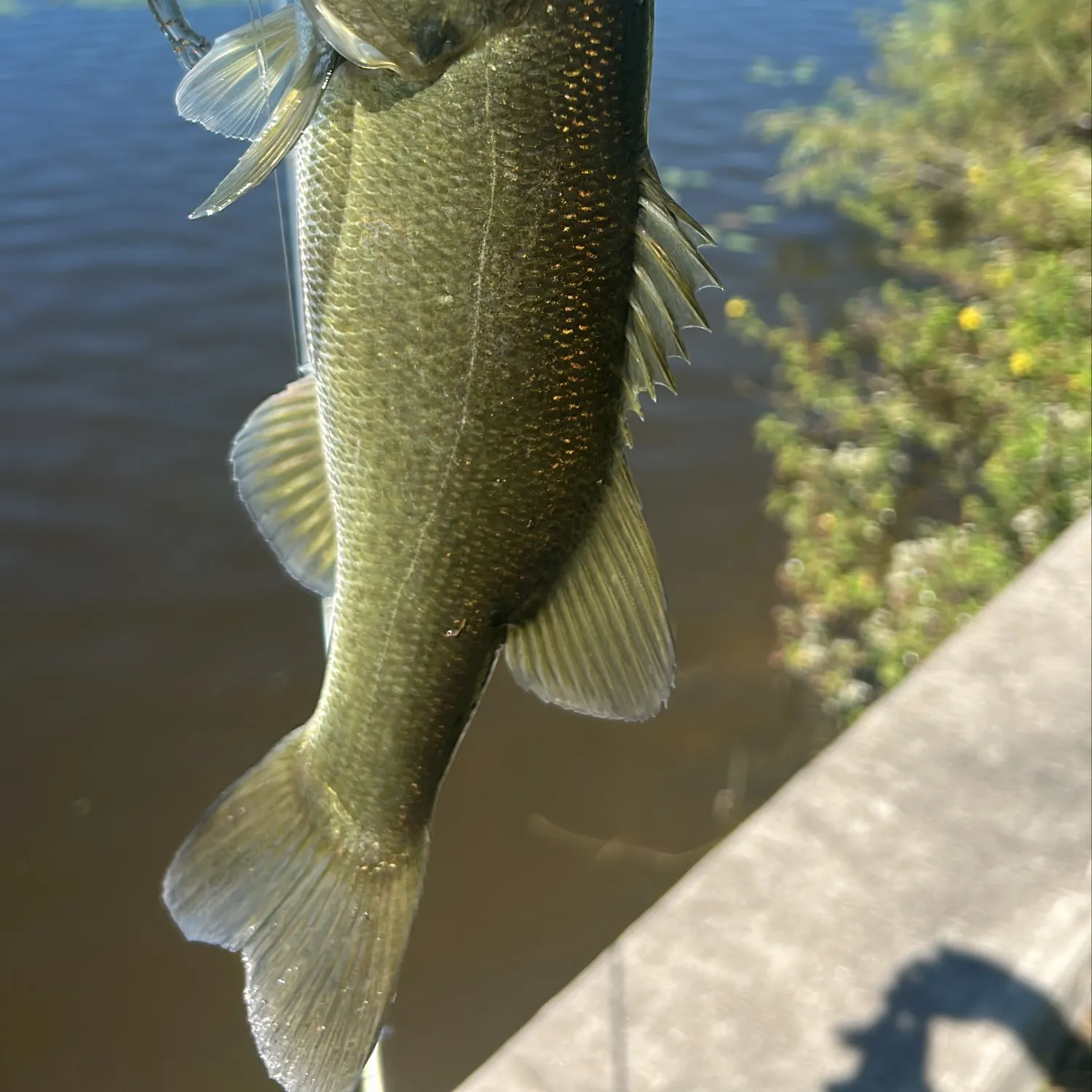 Largemouth bass caught on Fishbrain
