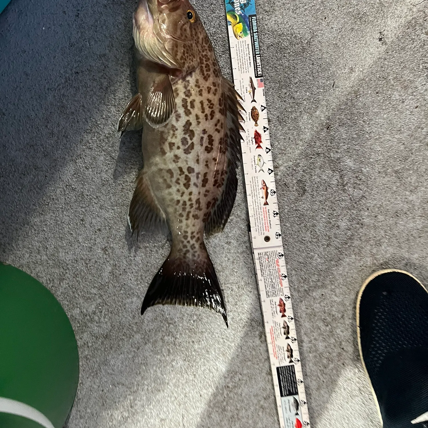 The most recent Scamp grouper catches on Fishbrain