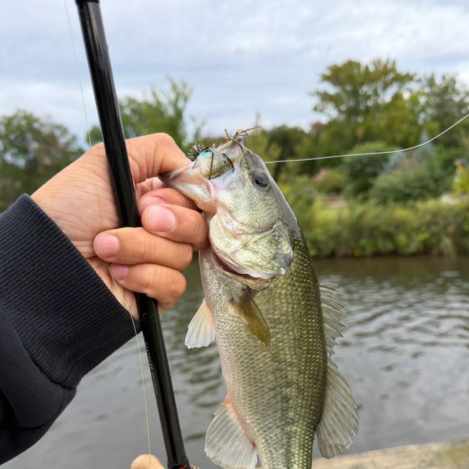 Largemouth bass caught on Fishbrain