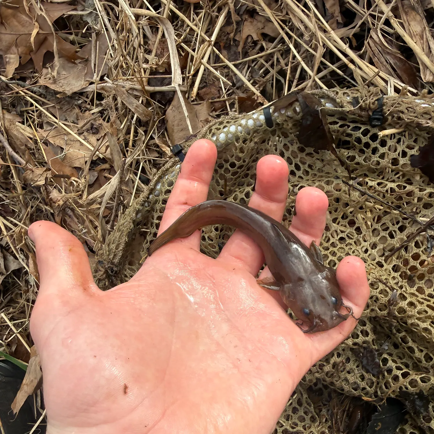 The most recent Margined madtom catches on Fishbrain