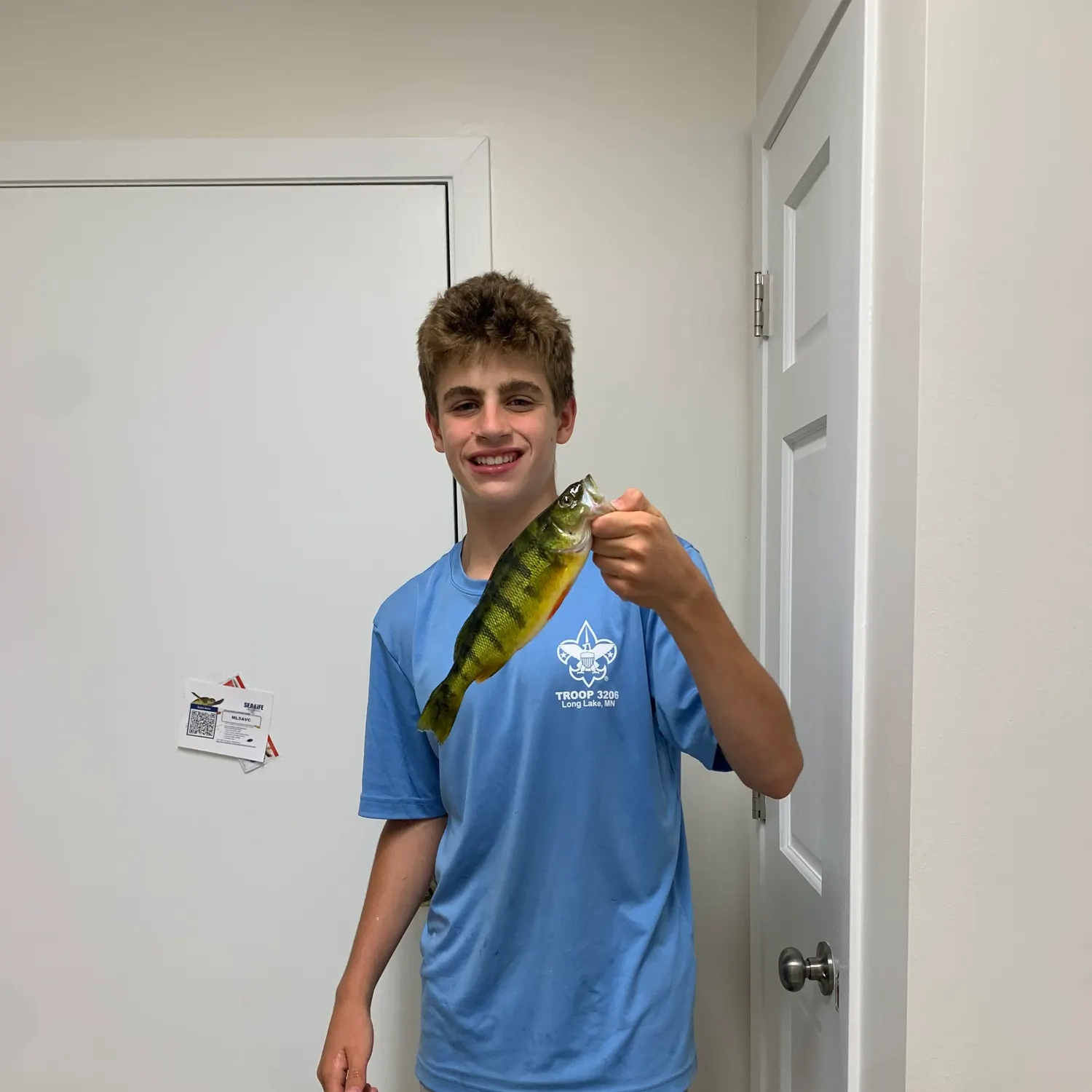 Yellow perch caught on Fishbrain