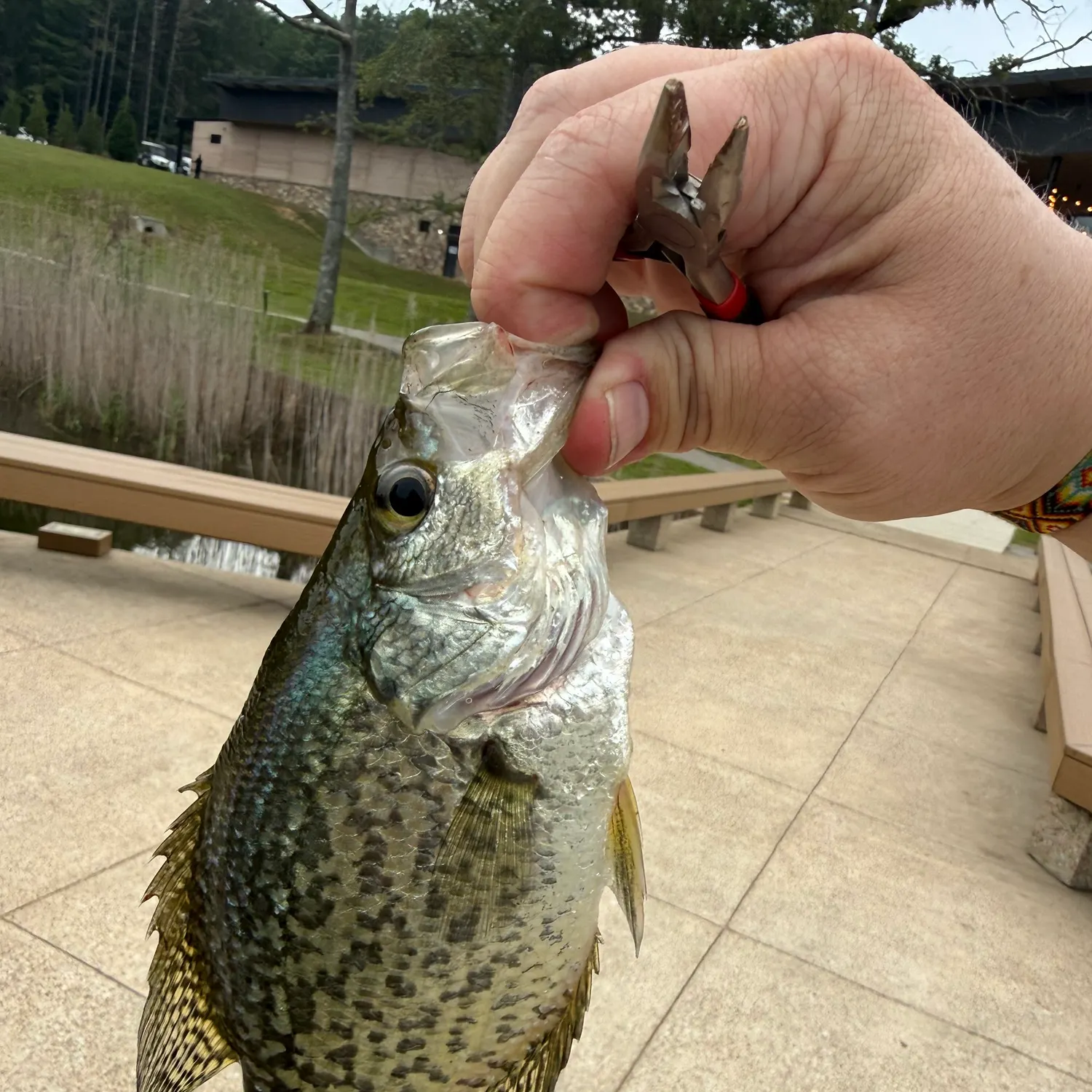 Black crappie caught on Fishbrain