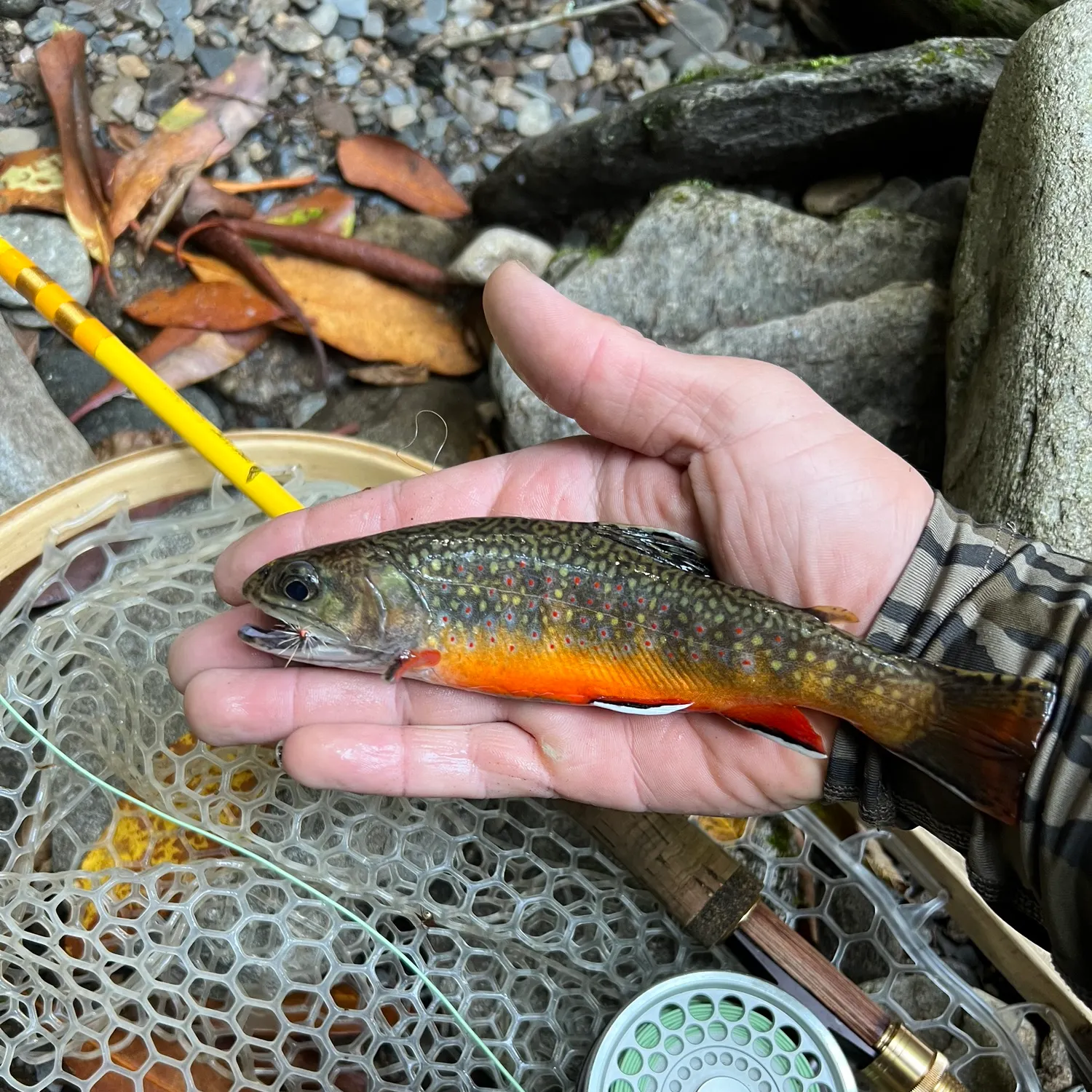 Brook trout caught on Fishbrain
