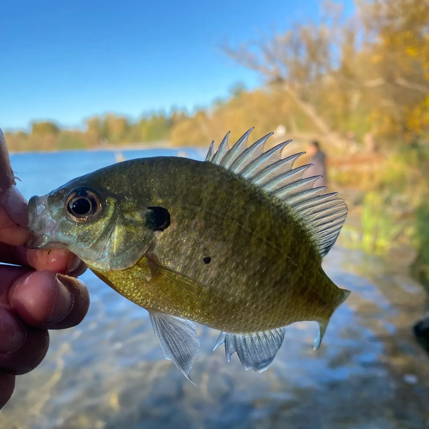 Bluegill caught on Fishbrain