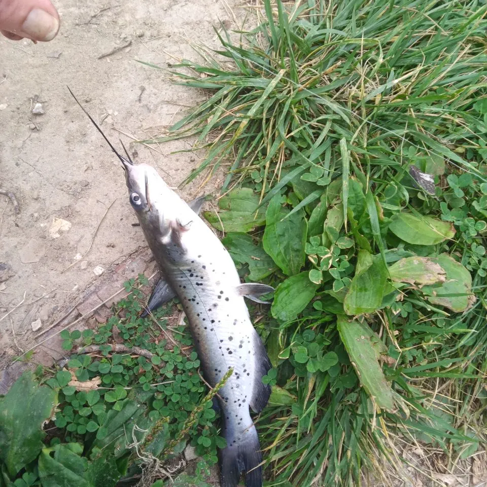 Channel catfish caught on Fishbrain