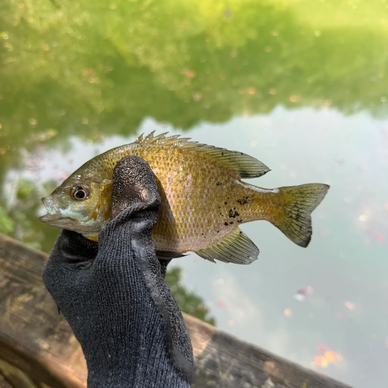 Bluegill caught on Fishbrain