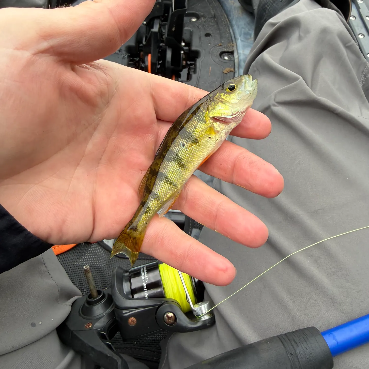 Yellow perch caught on Fishbrain