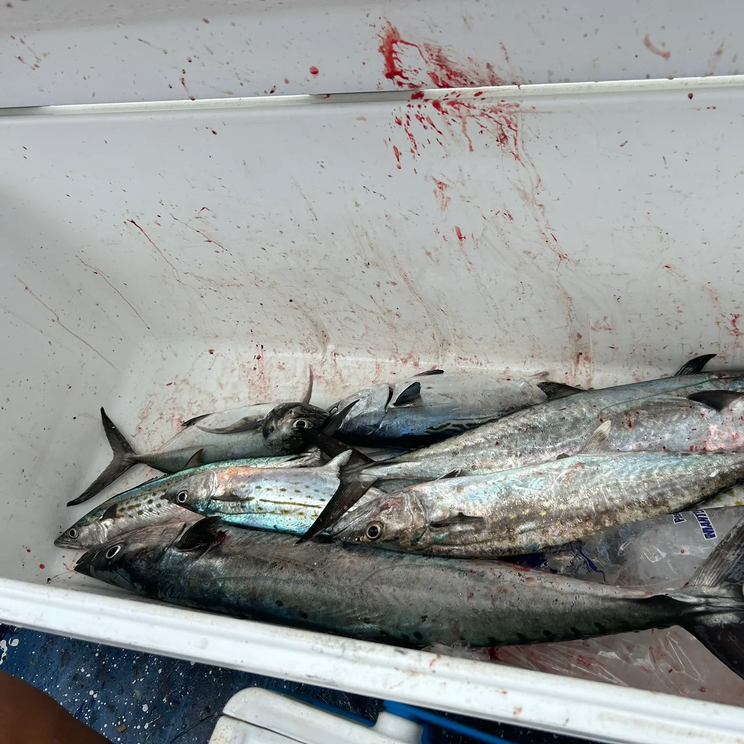 The most recent King mackerel catches on Fishbrain