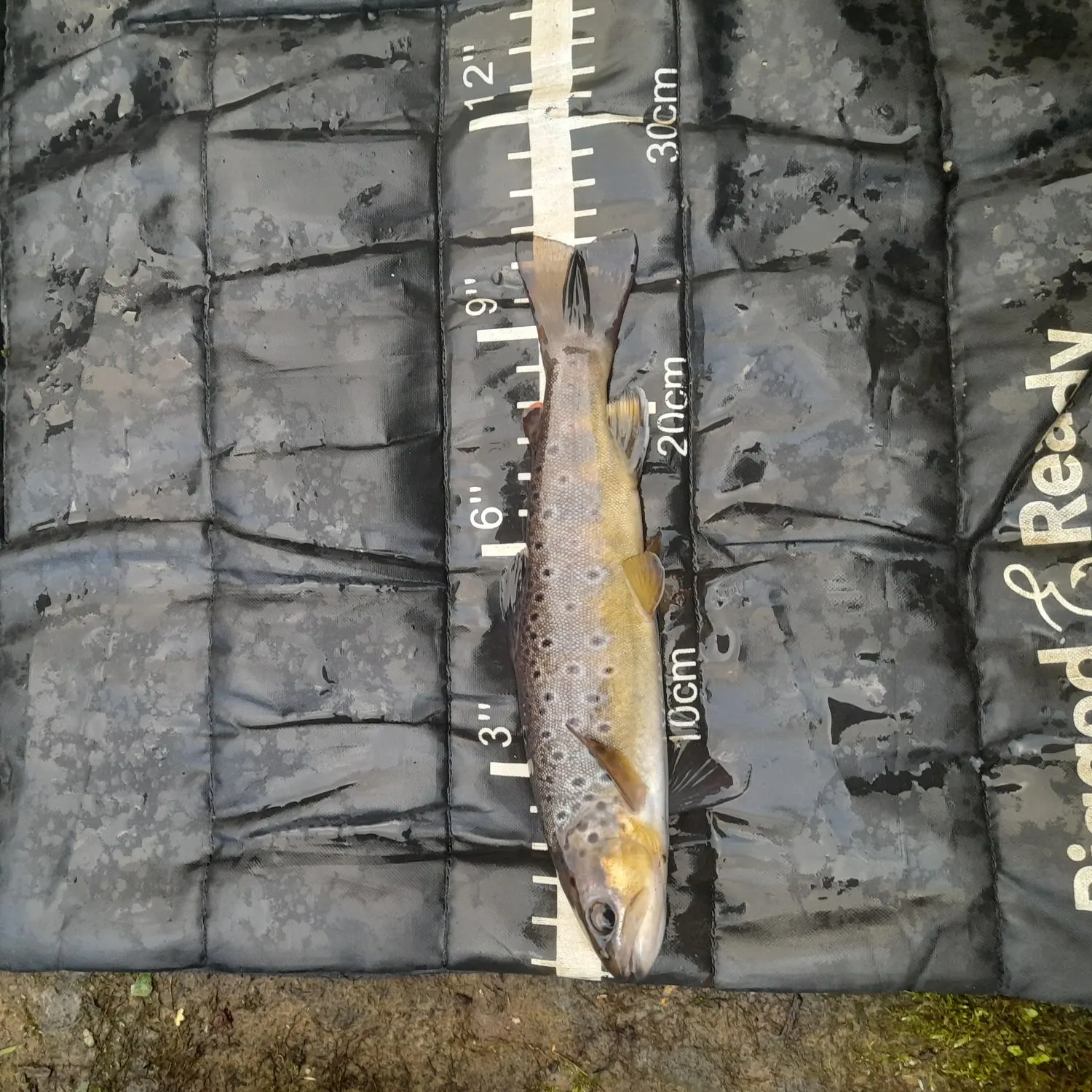 Brown trout caught on Fishbrain