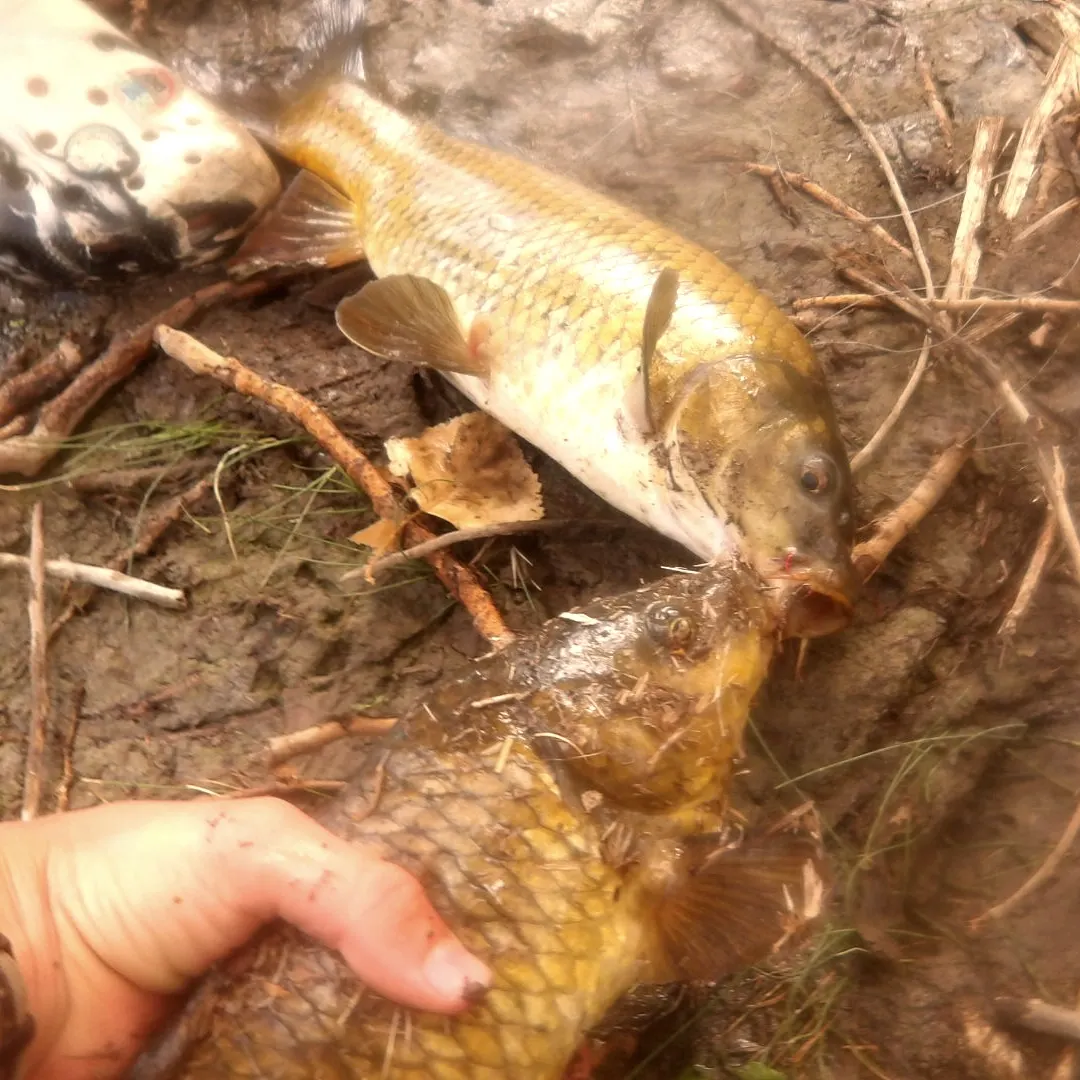 Common carp caught on Fishbrain