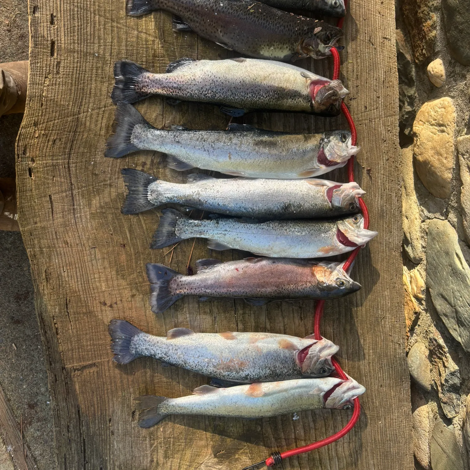 recently logged catches