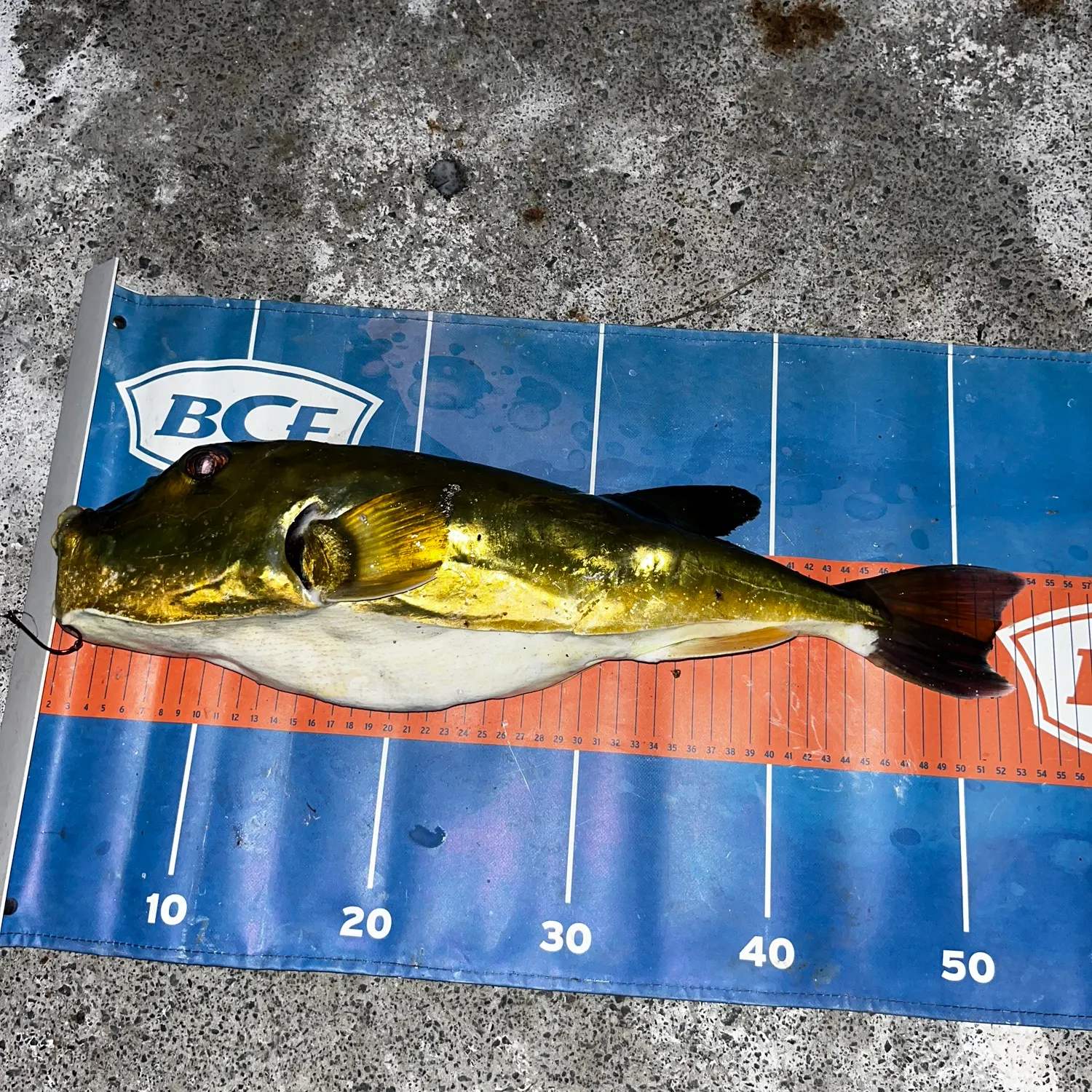 The most recent Small kob catches on Fishbrain