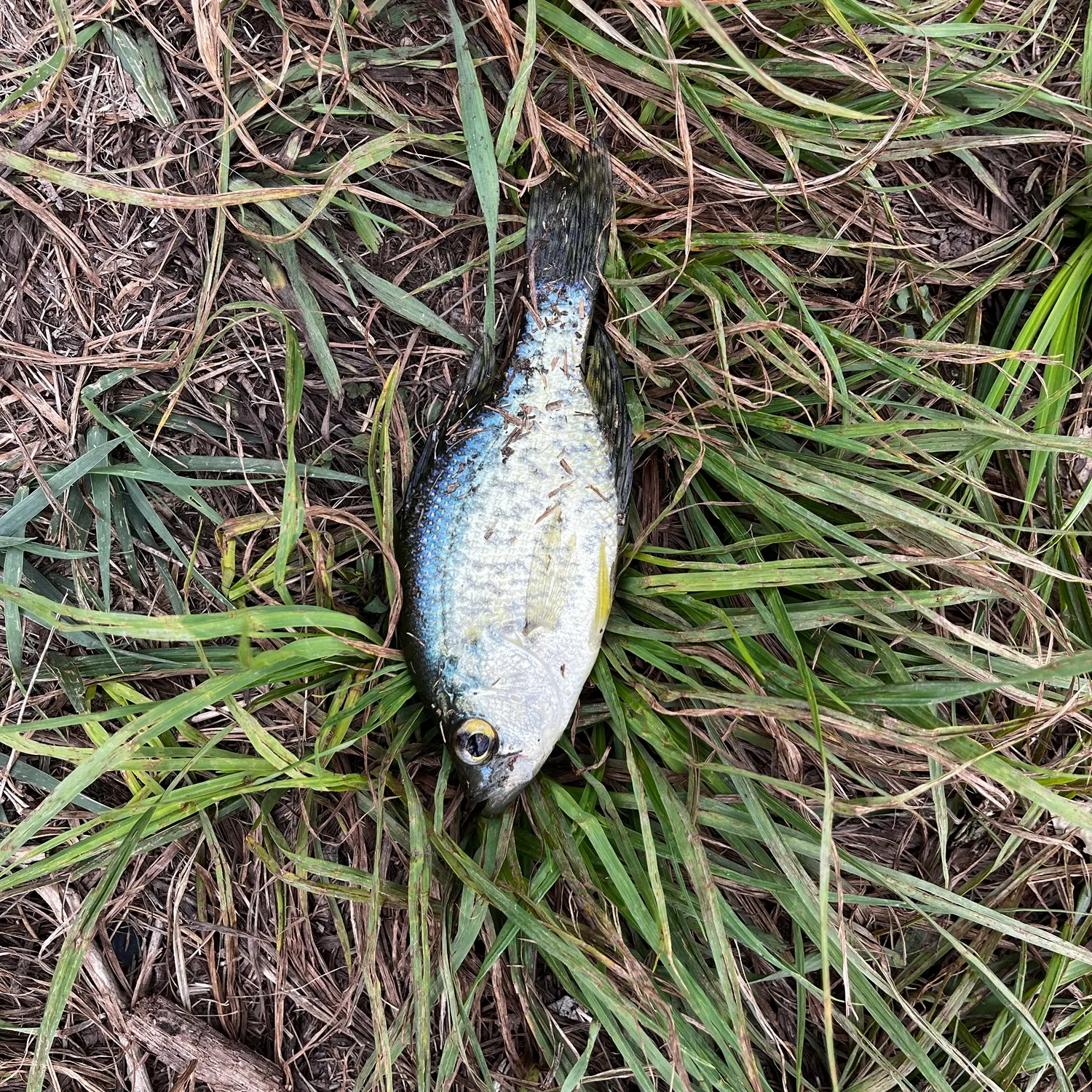 Black crappie caught on Fishbrain