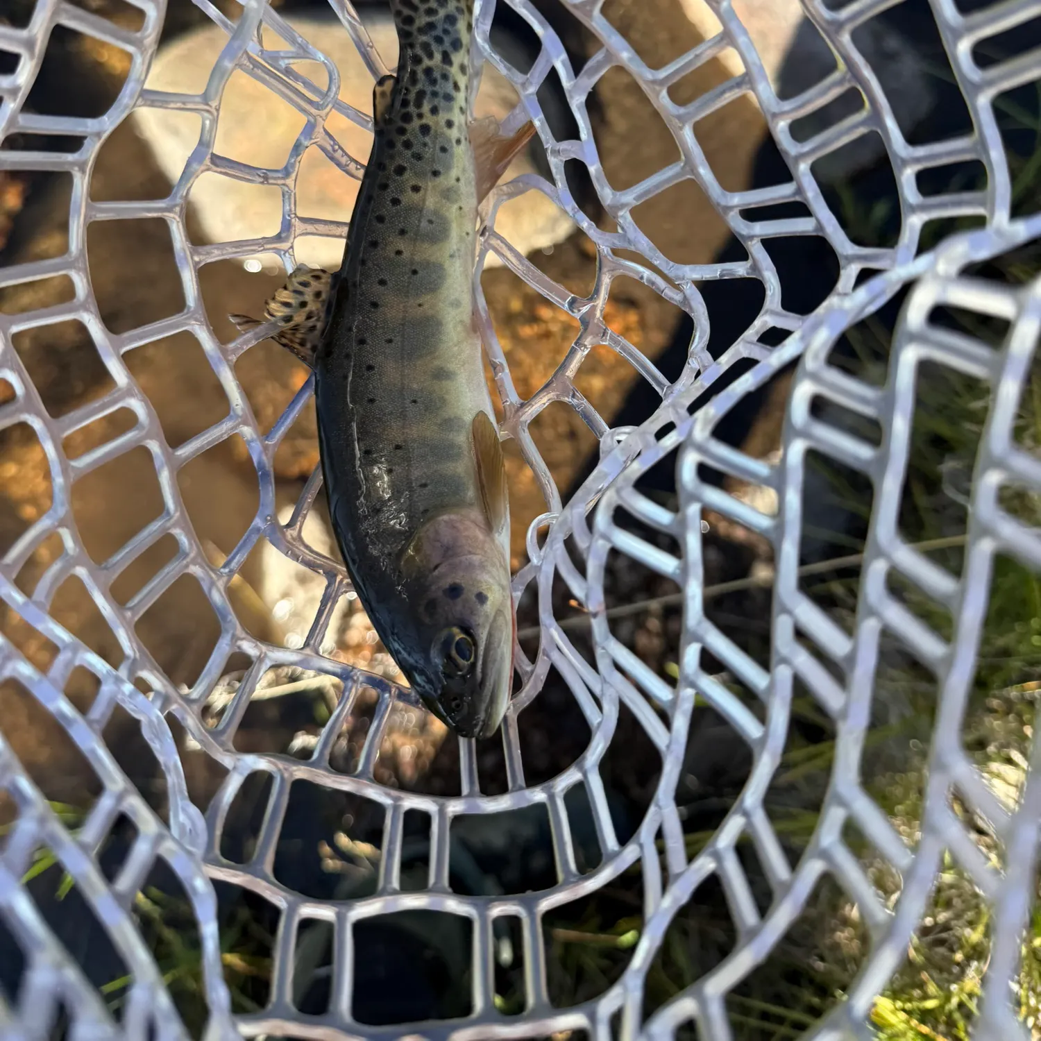 Rio Grande cutthroat trout caught on Fishbrain