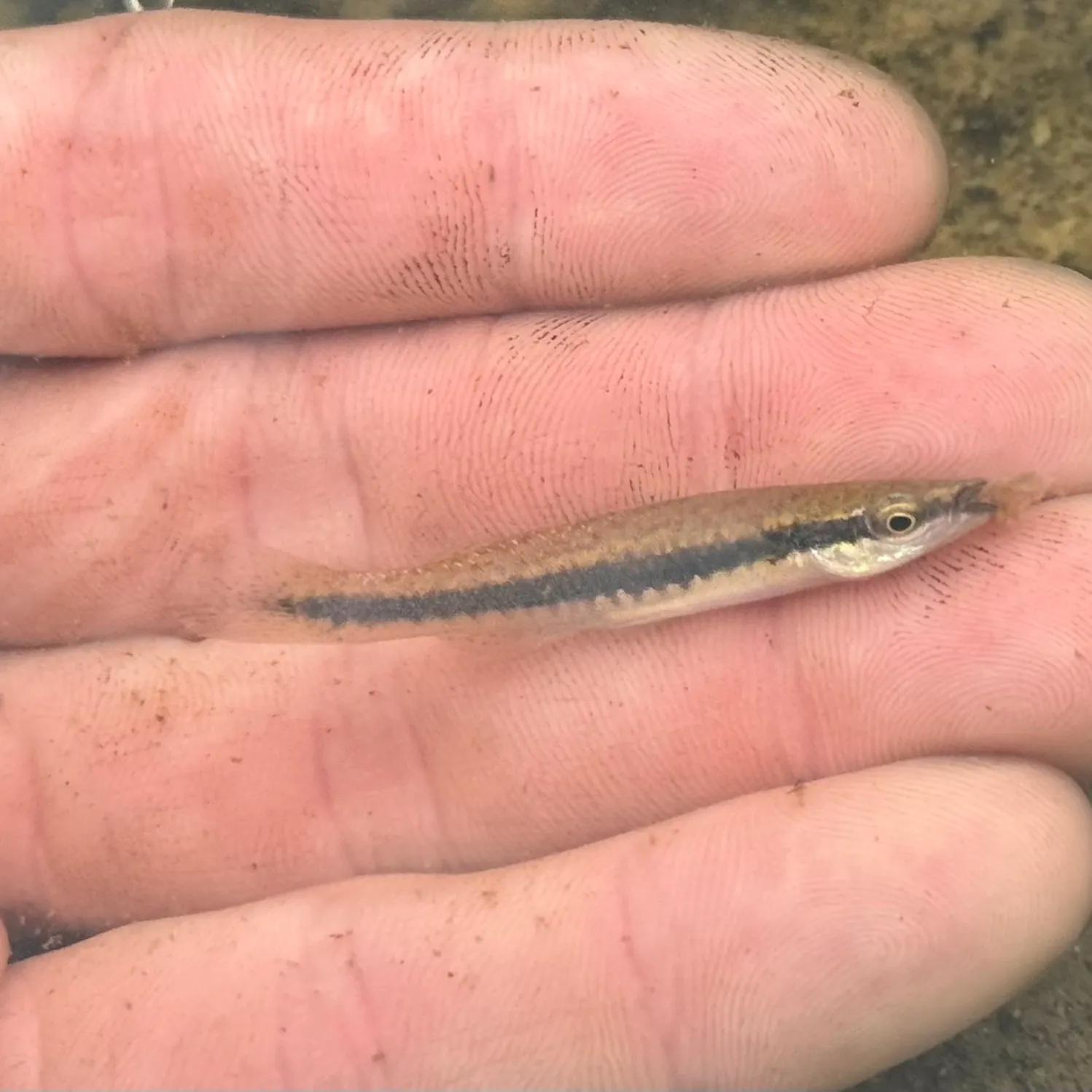 The most recent Blackstripe topminnow catches on Fishbrain