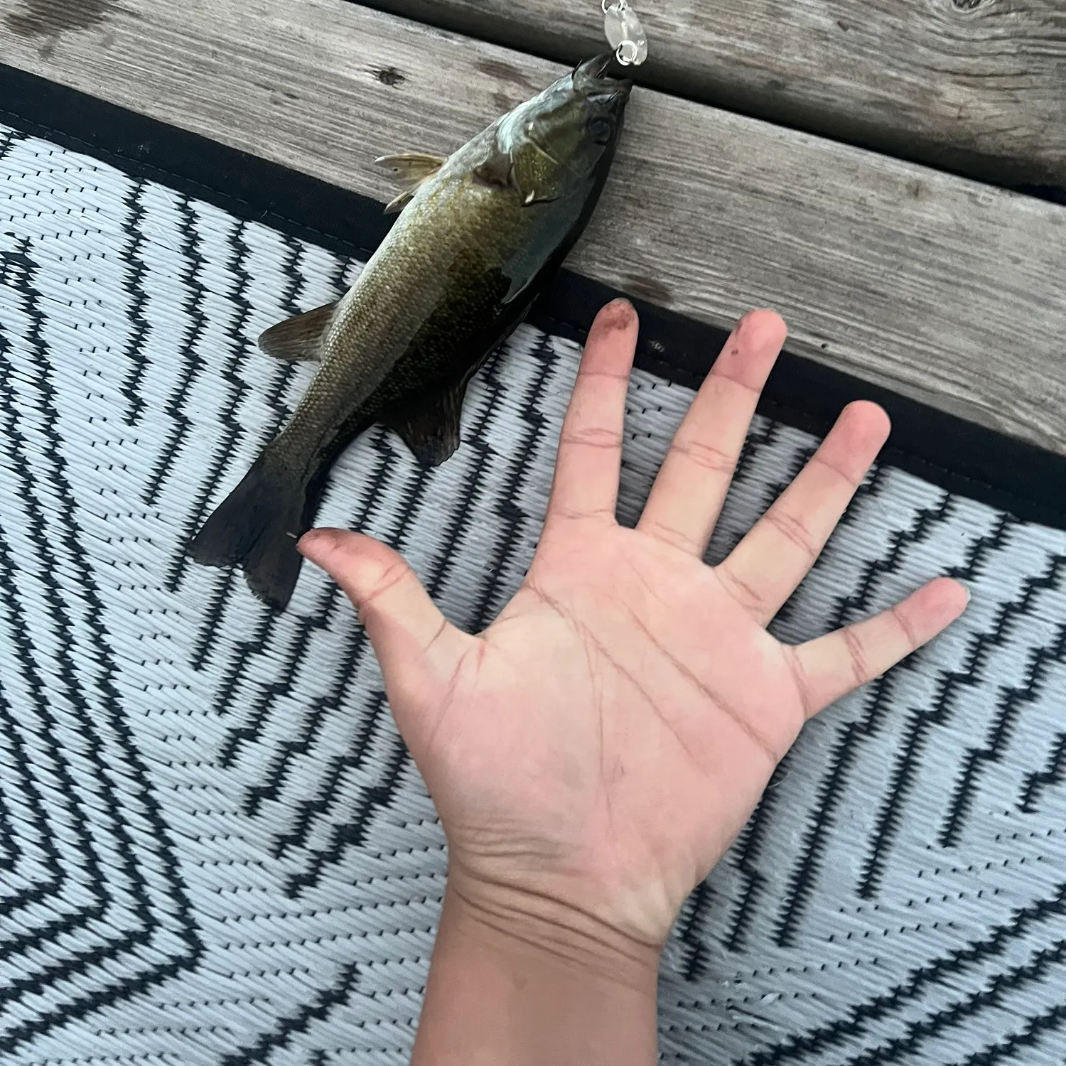 Smallmouth bass caught on Fishbrain