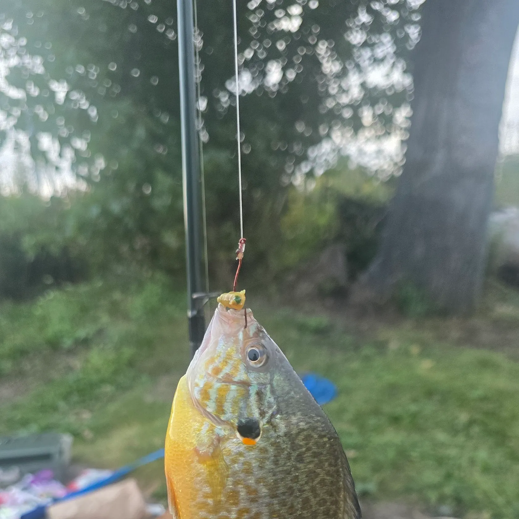 Green sunfish caught on Fishbrain