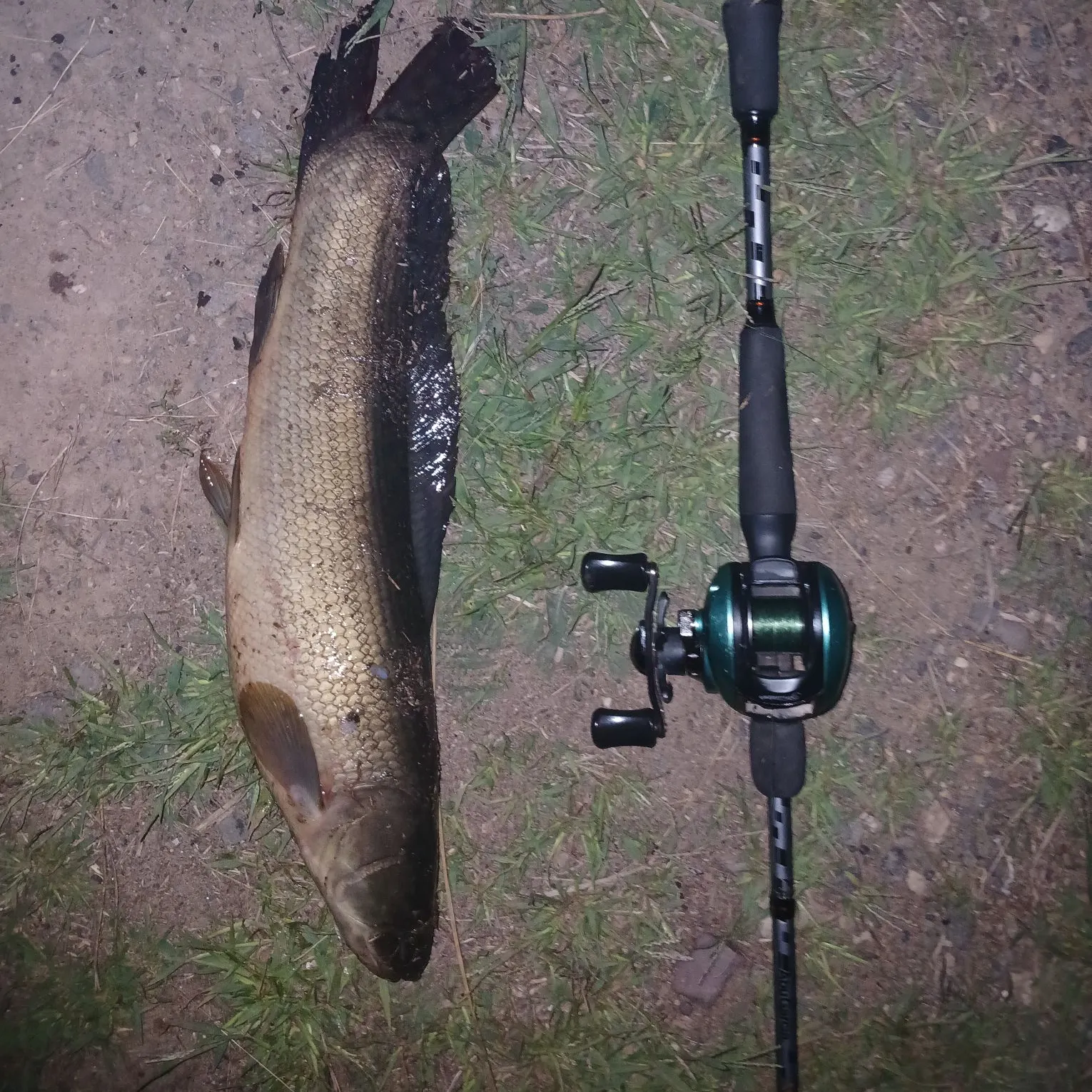 Eyetail bowfin caught on Fishbrain