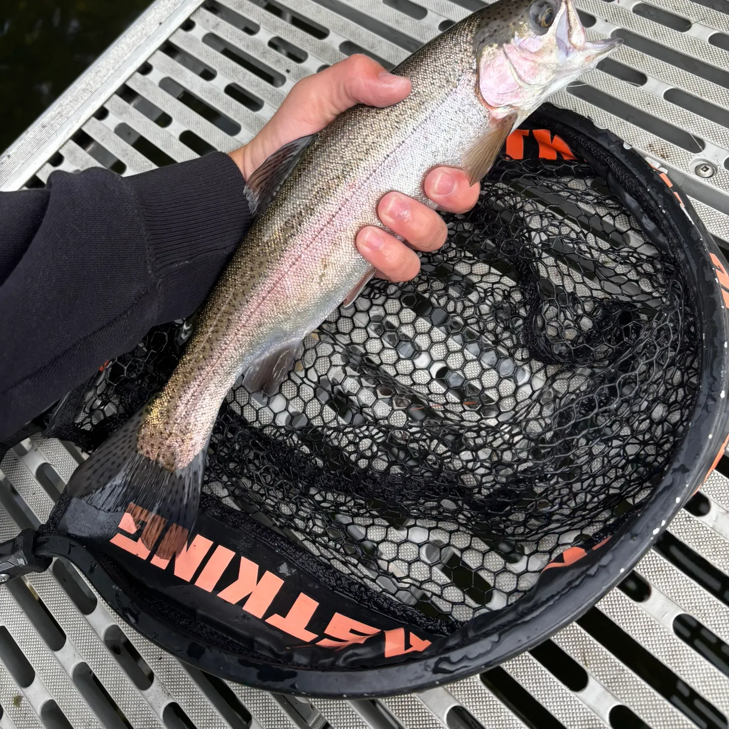 Rainbow trout caught on Fishbrain