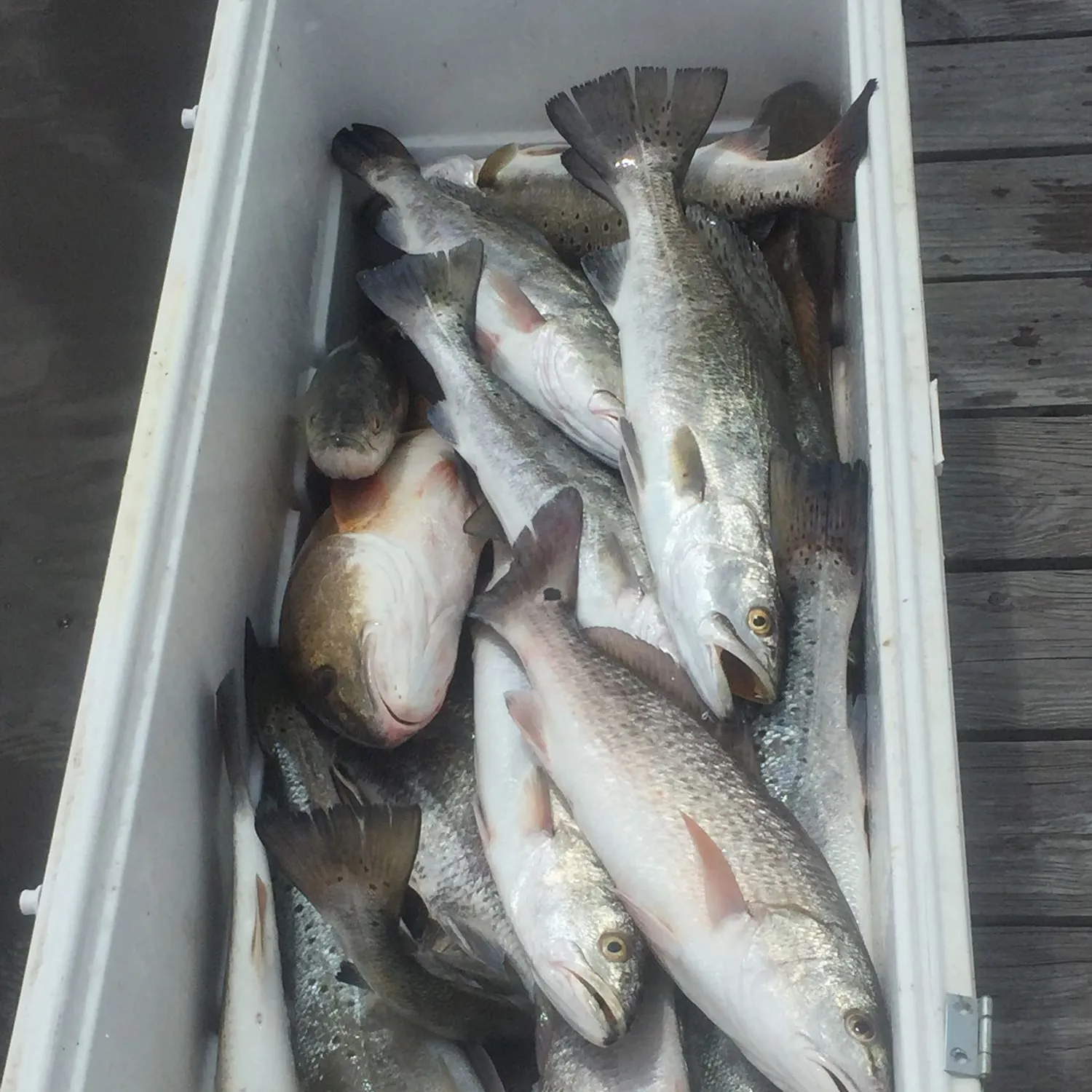 recently logged catches