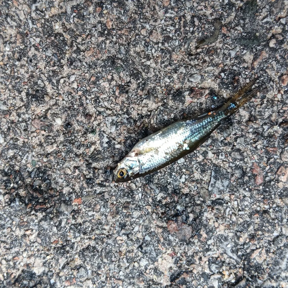 Common shiner caught on Fishbrain