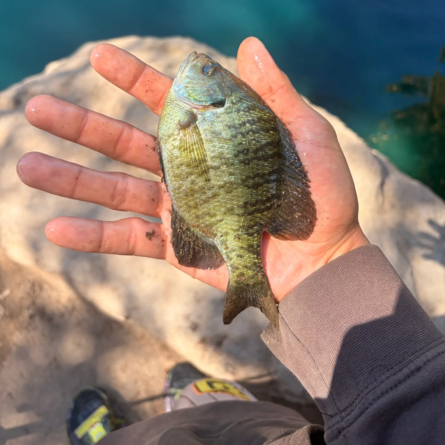 Bluegill caught on Fishbrain